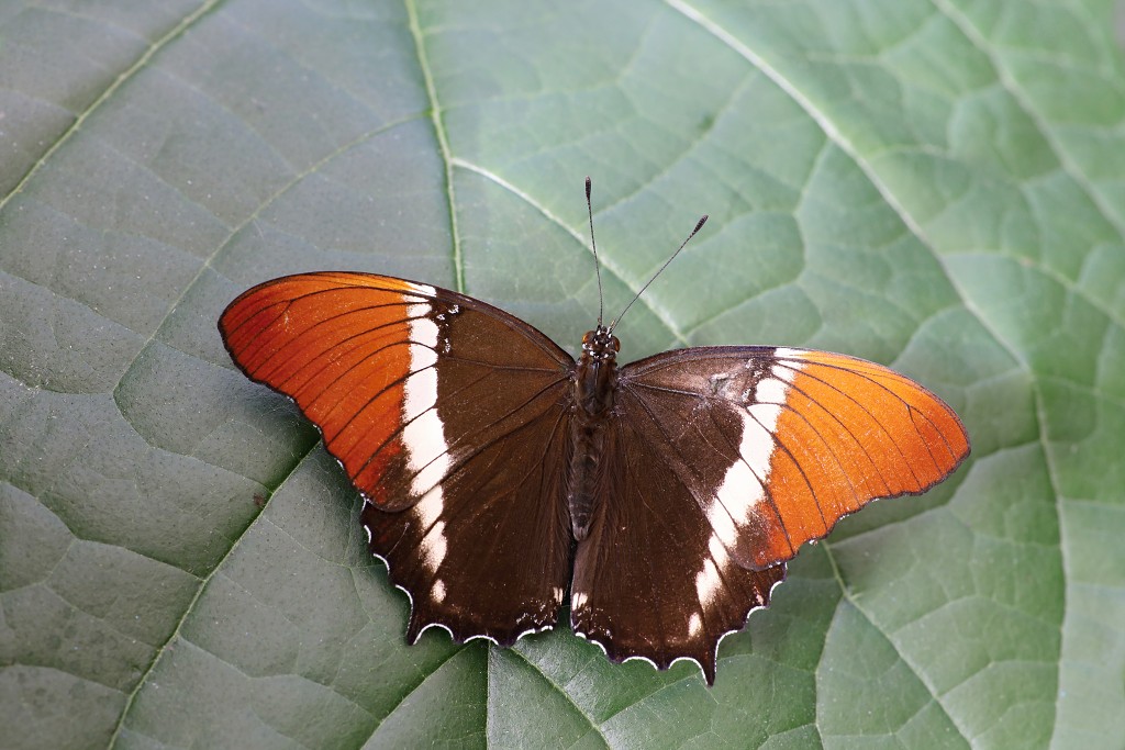 vlinder vlinders hdr insect insecten nederland uitheems Lepidoptera rups rupsen vlindertuin natuur